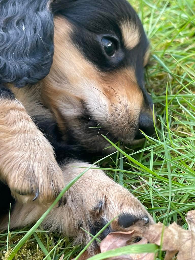 Mooi black and creme teckeltjes, Dieren en Toebehoren, Honden | Teckels en Dashonden, Parvo, 8 tot 15 weken, Dwerg, Langhaar