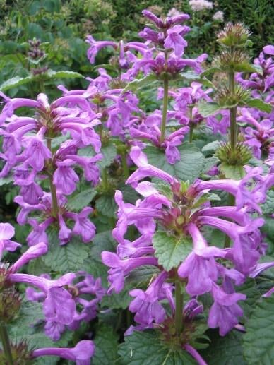 Zaden Stachys macrantha superba, Verzenden, Volle zon