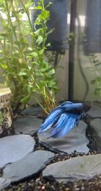 Betta man, Dieren en Toebehoren, Vis
