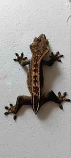Wimpergekko 0.1, Dieren en Toebehoren, Hagedis, 0 tot 2 jaar