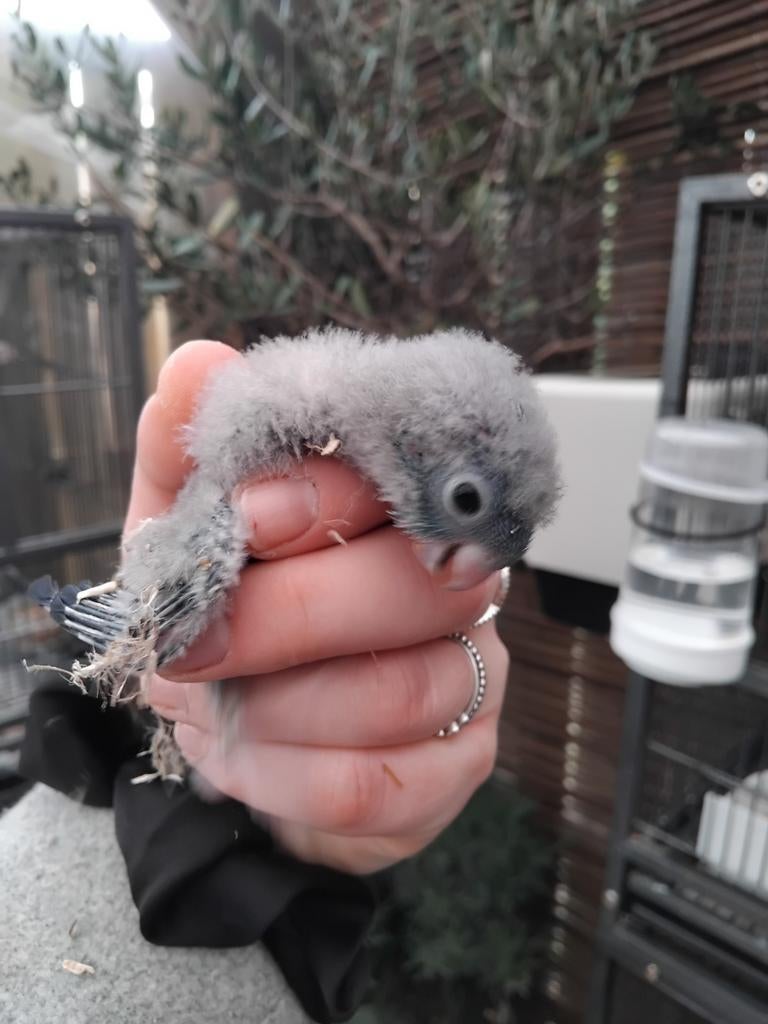 Jonge catharina parkieten, Dieren en Toebehoren, Vogels | Parkieten en Papegaaien, Meerdere dieren, Parkiet