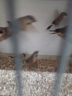 Diverse vogels, Dieren en Toebehoren, Vogels | Overige Vogels, Meerdere dieren