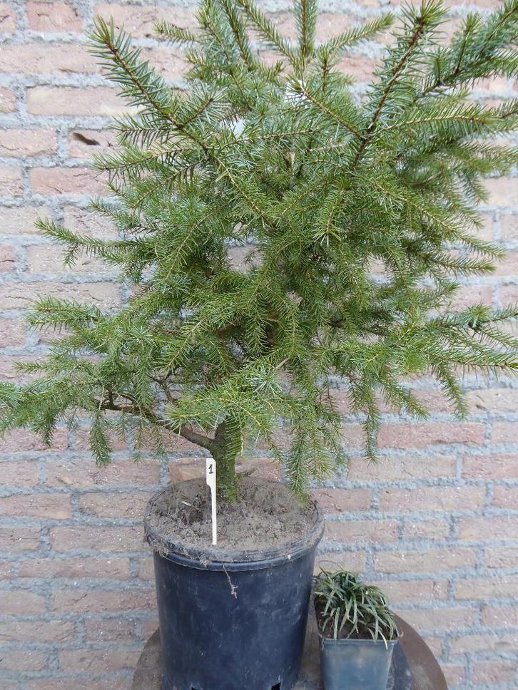Bonsai: Picea omorika, Tuin en Terras, Planten | Bomen, Overige soorten, Minder dan 100 cm, Halfschaduw, Bloeit niet, Ophalen