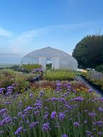 Prachtige tuinplanten / Scherpe prijzen / Zaterdag geopend🌿, Ophalen of Verzenden, Vaste plant, Overige soorten