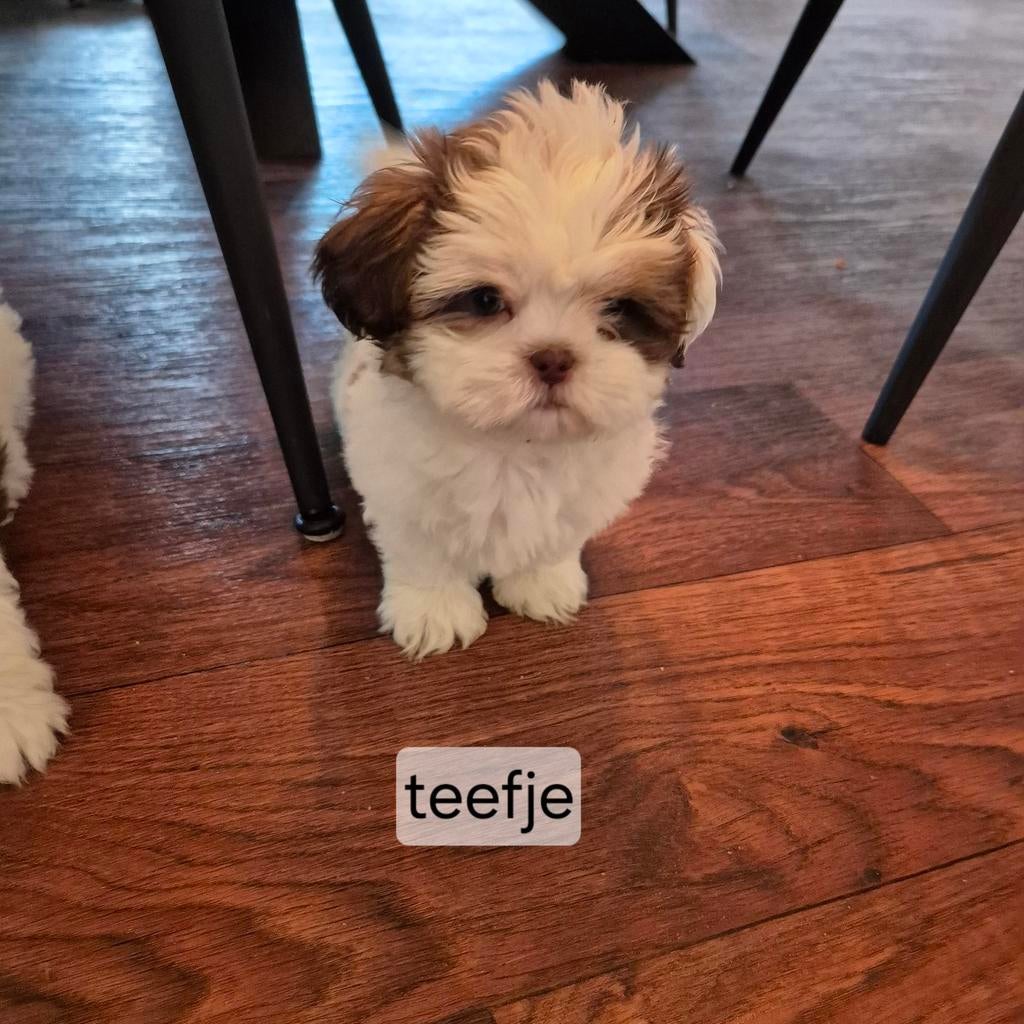 mooie lieve rszuivere shih tzu pups, Dieren en Toebehoren, Honden | Chihuahua's en Gezelschapshonden, Overige rassen, 8 tot 15 weken