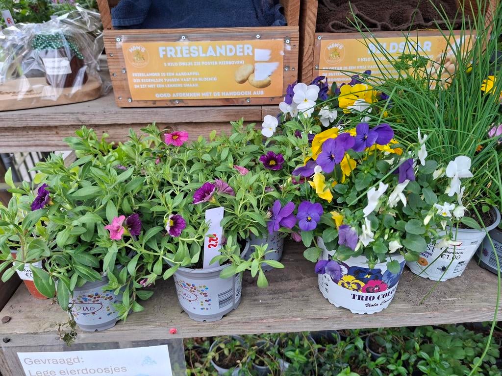 Vrolijke voorjaarsbloemen: los en opgemaakt in potjes, Tuin en Terras, Volle zon, Eenjarig, Lente, Ophalen