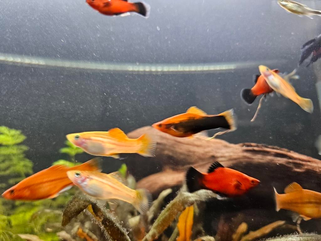 Zwaarddragers te koop, Dieren en Toebehoren, Vis, Zoetwatervis