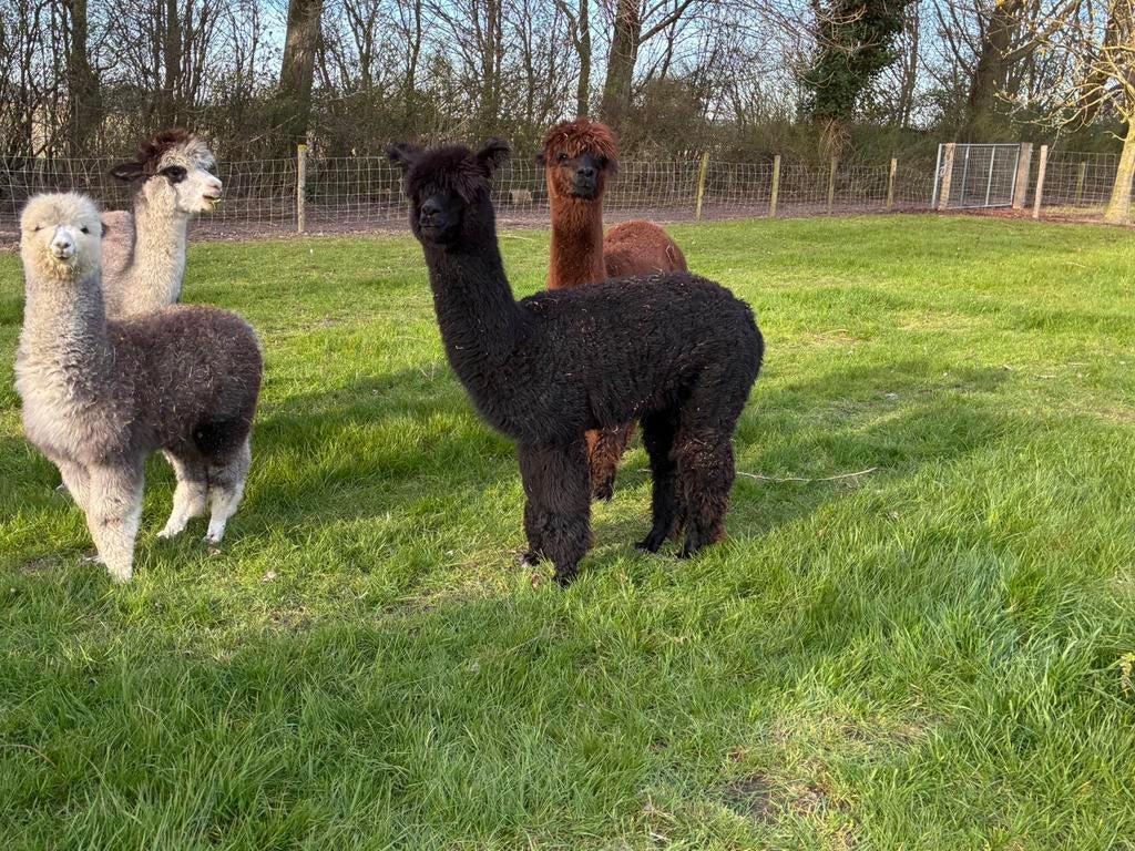 Zeer mooie zwarte jonge alpaca merrie. AAB geregistreerd, Juni, Vrouwelijk