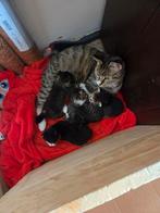 KITTENS A.U.B GOED DE BESCHRIJVING LEZEN!!, Dieren en Toebehoren