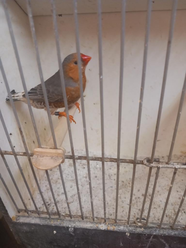 Zebravinken 2 x man, Dieren en Toebehoren, Vogels | Overige Vogels, Mannelijk