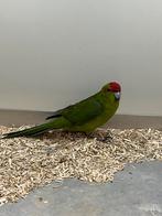 1-0 Kakariki Groen, Dieren en Toebehoren, Mannelijk, Parkiet, Geringd