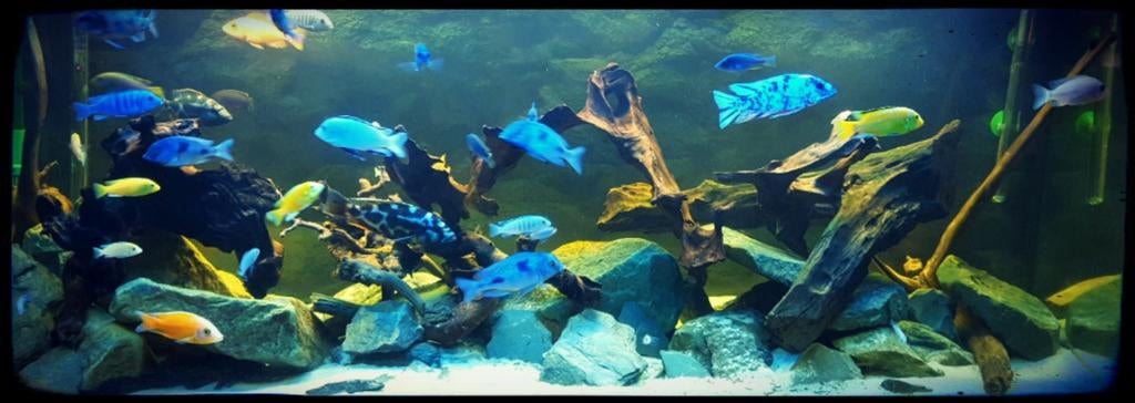 Aquarium 150x60x50 cm  (Juwel Rio wit )       moet weg!, Gebruikt, Overige typen, Juwel, Ophalen