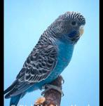 ONVERWANT KOPPEL BLACKFACE GEZOCHT