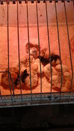 Verschillende rassen kuikentjes, Dieren en Toebehoren, Geslacht onbekend, Kip