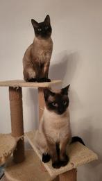 Thai Siamees katers, Kater, Ingeënt