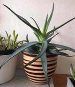 Prachtige Oud Hollandse kwaliteit terracotta bloempot gestre, Rond, Ophalen of Verzenden, Zo goed als nieuw, Balkon