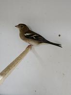 Vink pop GEZOCHT, Dieren en Toebehoren, Vogels | Overige Vogels, Mannelijk, Geringd