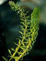 Waterpest dé oplossing voor een heldere vijver, Ophalen, Zo goed als nieuw