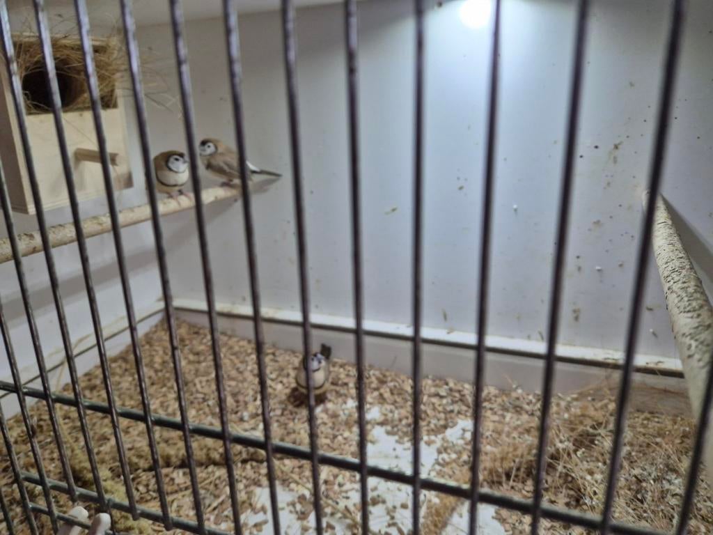 Koppel bruine bichenowastrildes, Dieren en Toebehoren, Meerdere dieren, Geringd