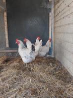 Gratis inname van pluimvee, Dieren en Toebehoren, Pluimvee, Meerdere dieren, Overige soorten