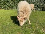 Prachtige Ouessant rammetjes te koop!, Mannelijk, Schaap