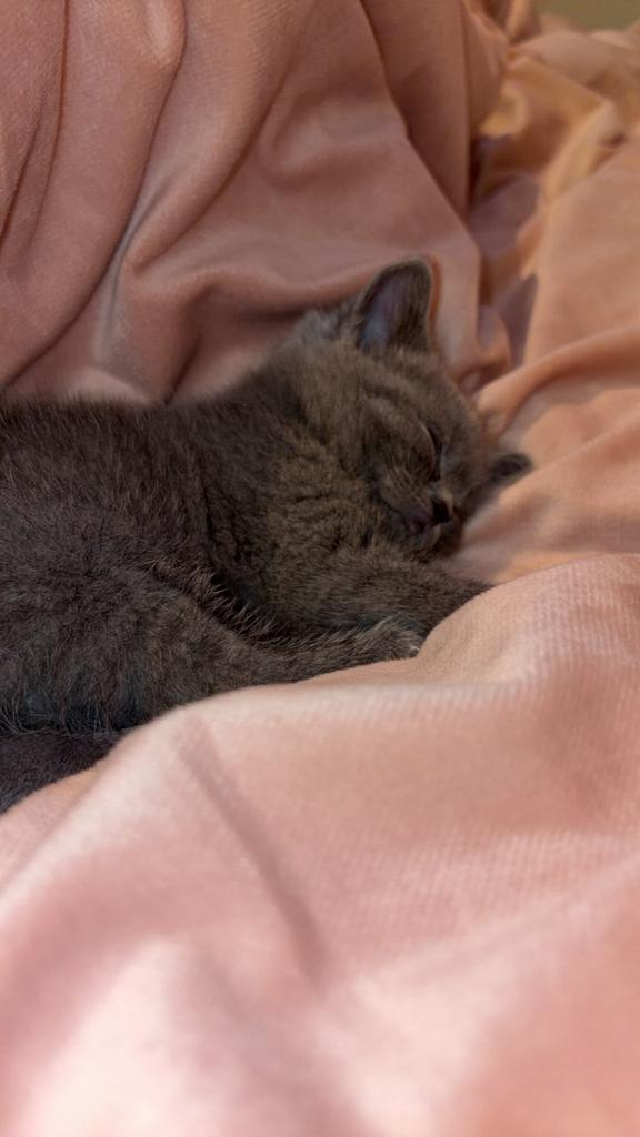 Britse Korthaar Kittens - NOG 1 OVER, Dieren en Toebehoren, Katten en Kittens | Raskatten | Korthaar, Meerdere dieren, Ingeënt