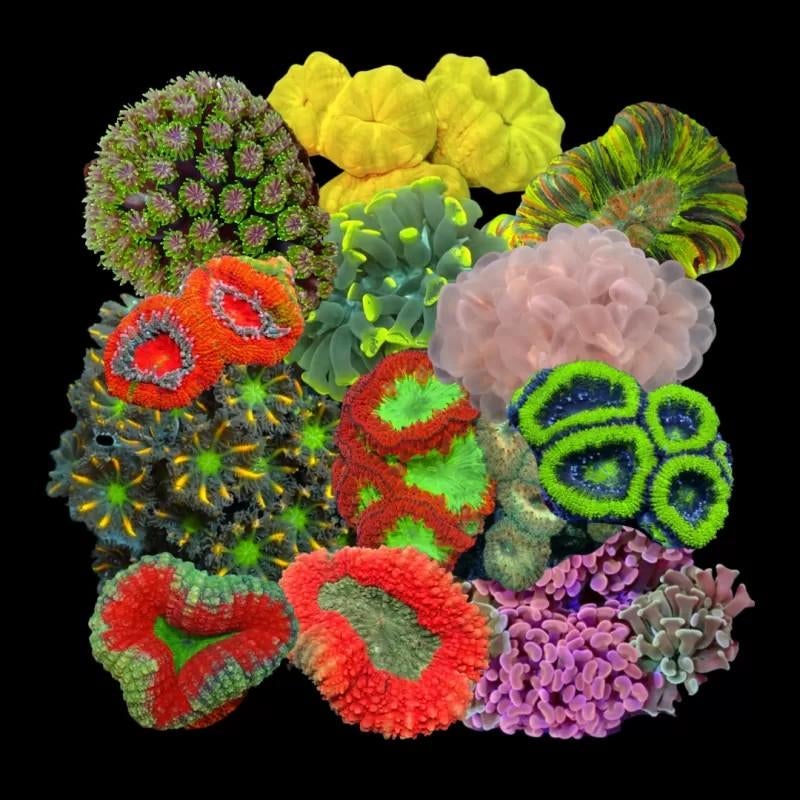 Gezocht: koraal inhoud zeeaquarium, Dieren en Toebehoren, Ophalen