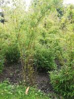 Bamboe Fargesia Murieliae, Tuin en Terras, Ophalen, Bamboe
