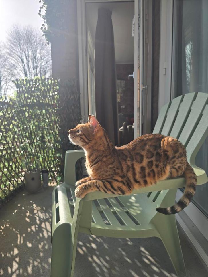 Super lieve Bengaalse poes, Dieren en Toebehoren, Katten en Kittens | Raskatten | Korthaar, Poes, 0 tot 2 jaar, Gechipt, Ontwormd
