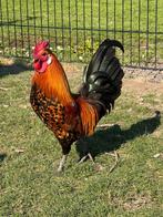 Prachtige, gezonde haan kruising Appenzeller spitskuif, Mannelijk, Kip