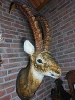 Kop van Steenbok., Ophalen, Zo goed als nieuw, Beeldje of Figuurtje