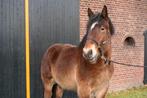 Stoere trekpaard hengst, Hengst, Minder dan 160 cm, 0 tot 2 jaar