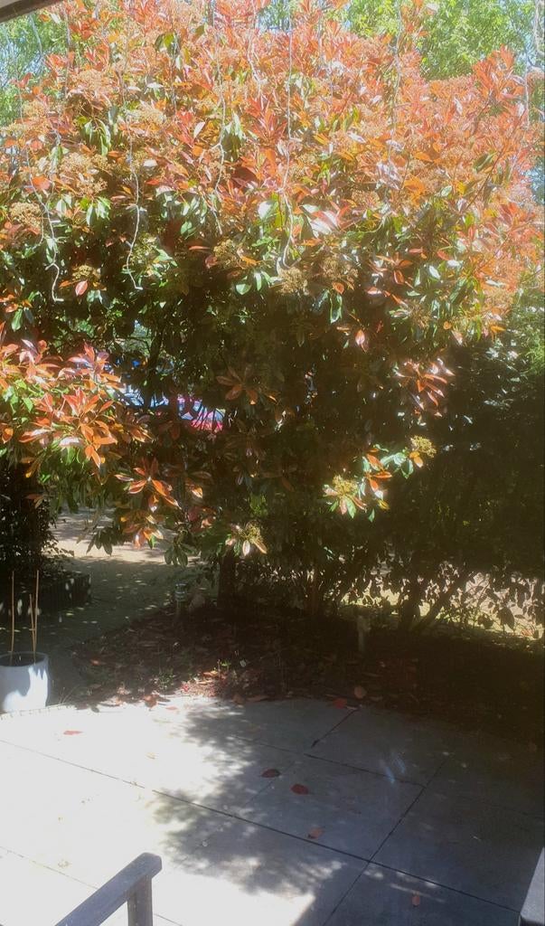 Glansmispel boom - Photinia fraseri 'Red Robin', Halfschaduw, Overige soorten, Lente, 250 tot 400 cm