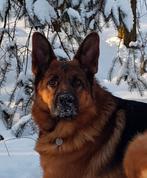 Teef gezocht. Dekreu beschikbaar., 6 jaar of ouder, Reu, Parvo, Eén hond