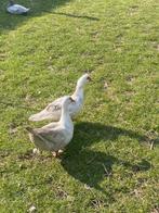 Muskuseend vrouwen, Vrouwelijk, Kip