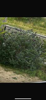 Vlinderstruik, Ophalen, Vlinderstruik, Struik, 100 tot 250 cm