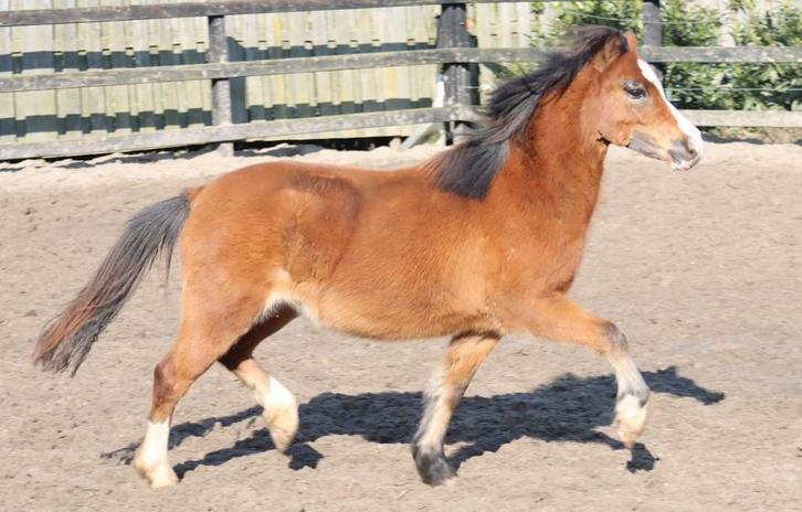 Brave 2 jarige bruine Welsh A merrie, Dieren en Toebehoren, Pony's, Merrie, Niet van toepassing, A pony (tot 1.17m), 0 tot 2 jaar