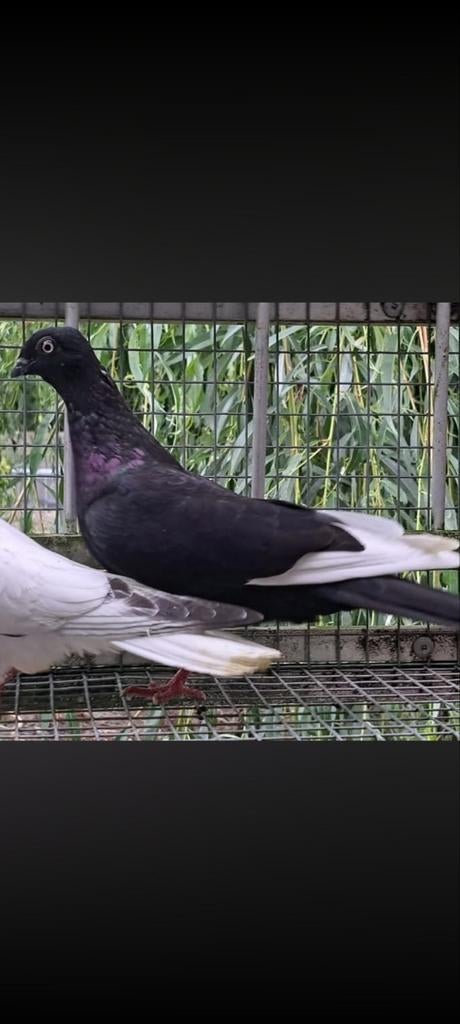 Mooie jonge witpen duif nr2, Dieren en Toebehoren, Vrouwelijk, Kropper