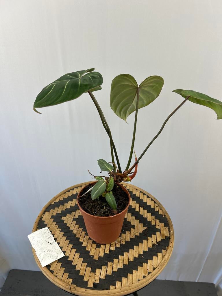 Philodendron Gloriosum - 12cm pot, 40cm hoog, Huis en Inrichting, Kamerplanten, Overige soorten, In pot, Minder dan 100 cm, Groene kamerplant