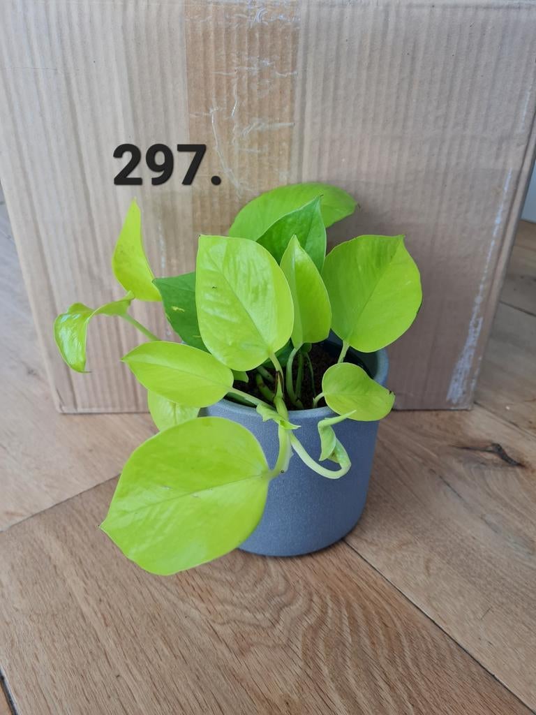 Epipremnum neon, kamerplant, Huis en Inrichting, Kamerplanten, Ophalen of Verzenden, Halfschaduw, Minder dan 100 cm