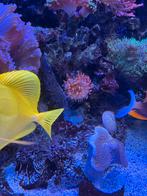 Bubble tip anemoon, Dieren en Toebehoren, Overige typen, Zoutwatervis