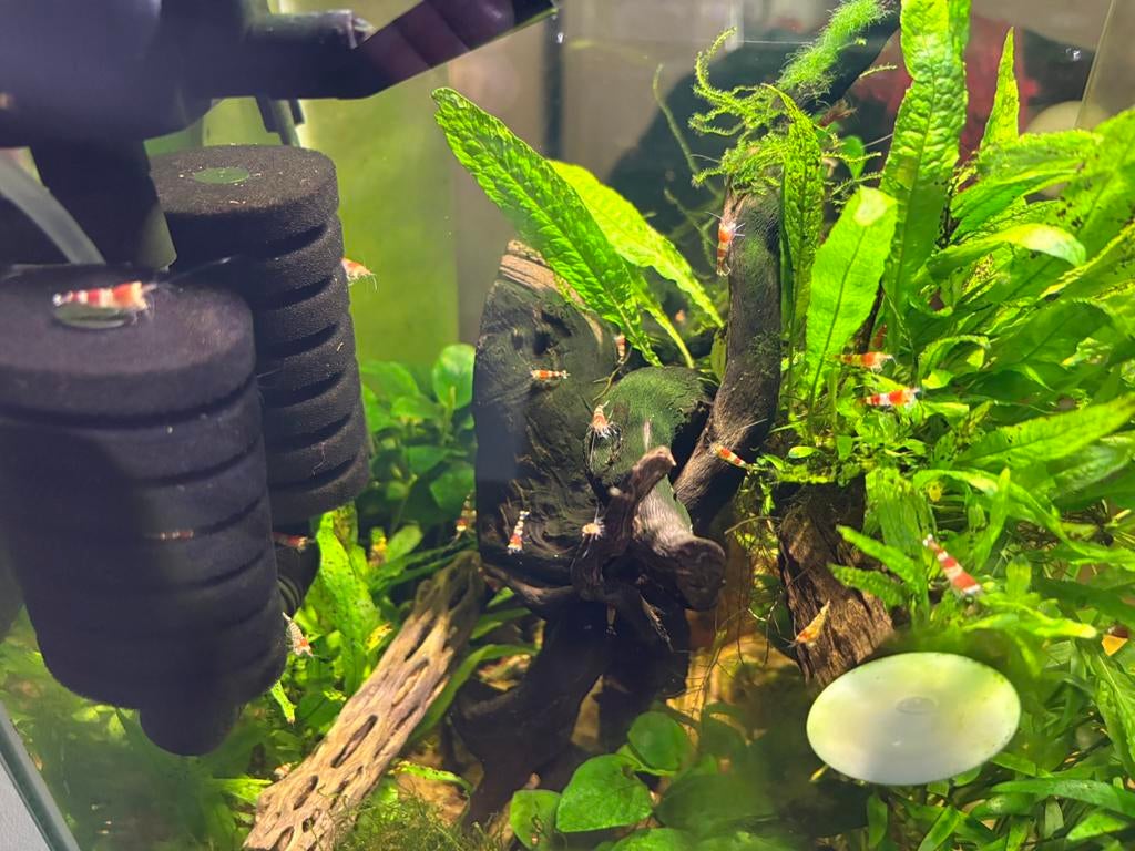 Caridina garnalen te koop, Kreeft, Krab of Garnaal