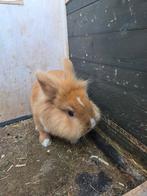 Konijn, Dieren en Toebehoren, Konijnen, Mannelijk, Middelgroot, 0 tot 2 jaar