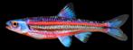 Rainbow shiner regenboogelrits elrits vis vissen vijver, Dieren en Toebehoren, Vissen | Aquariumvissen, Vis