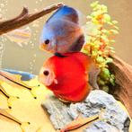 3X Discus Vis Blue Diamond / Red Golden Diamond, Vis