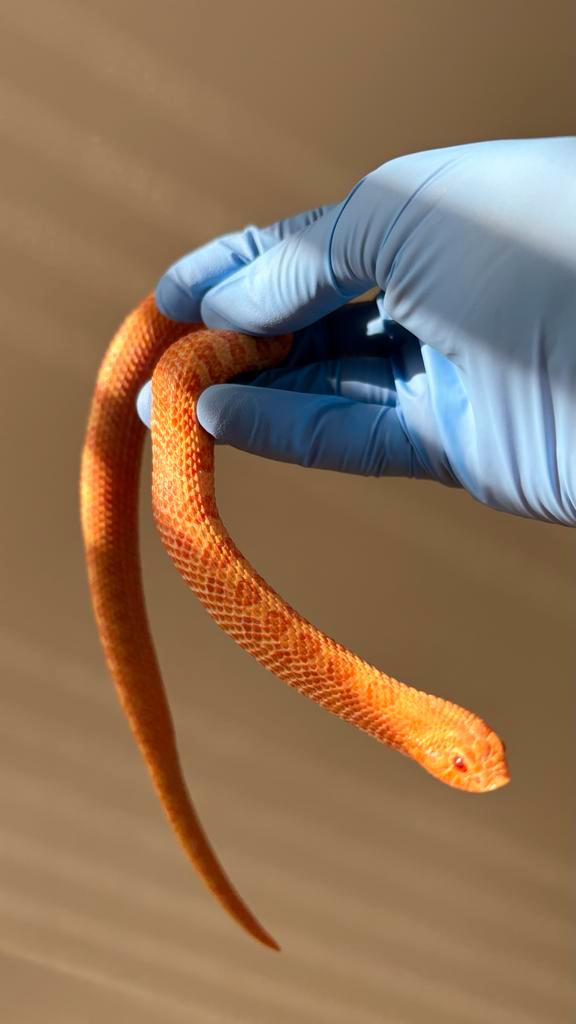 Heterodon Nasicus:  1.0 Extreme Red Arctic Sunburst Hognose Snake - male for sale from canyonscales