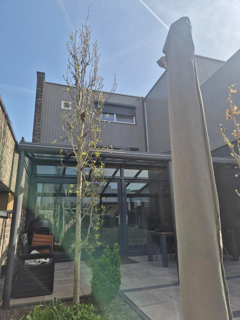 Boompje, Ophalen of Verzenden, Volle zon, Overige soorten