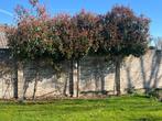 Glansmispel of photinia, Ophalen, Volle zon, Leiboom, 250 tot 400 cm