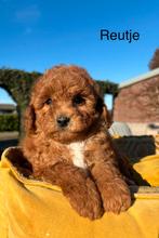 Labradoodle mini pups, Nederland, Overige rassen, 8 tot 15 weken, Meerdere