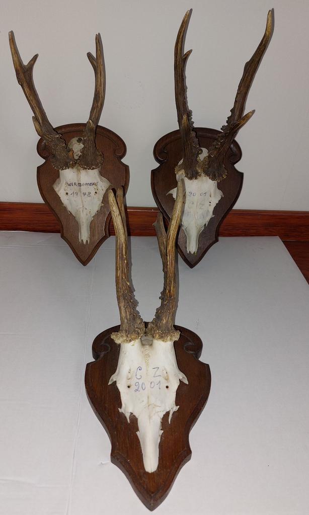 3x geweien, Ophalen of Verzenden, Zo goed als nieuw, Schedel